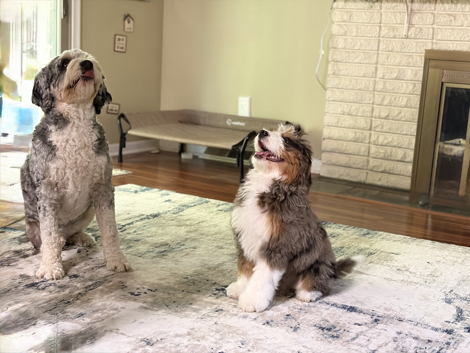 Moose and Magnus